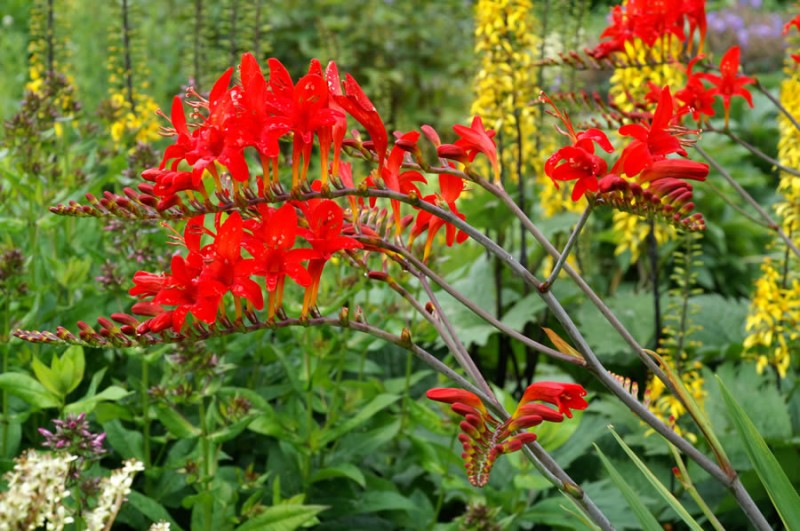01-crocosmia-lucifer