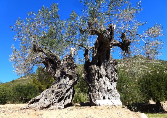 09aea394b4a74d60264b378fc7d61df7