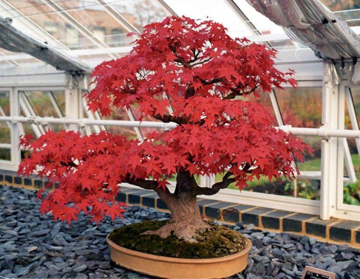 1188591646_bonsai-k111