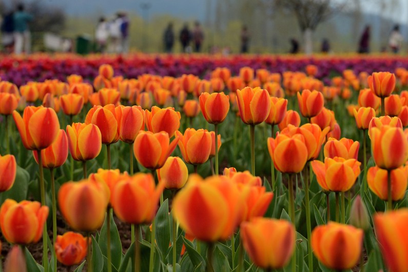 7779310347_des-tulipes-en-inde-illustration