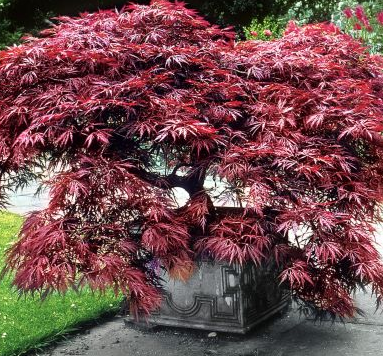 acer_dissectum_garnet