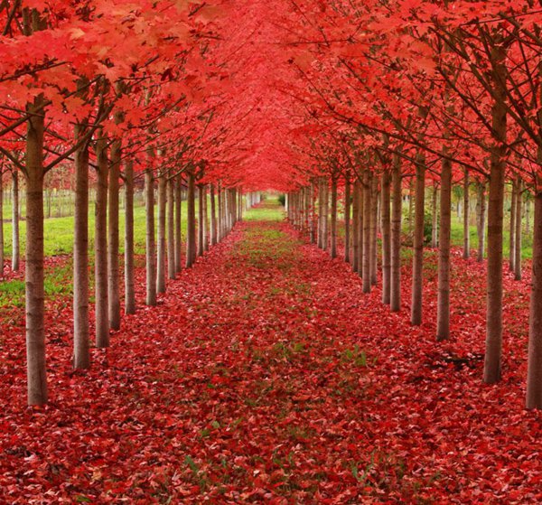 érable-japonais-allée