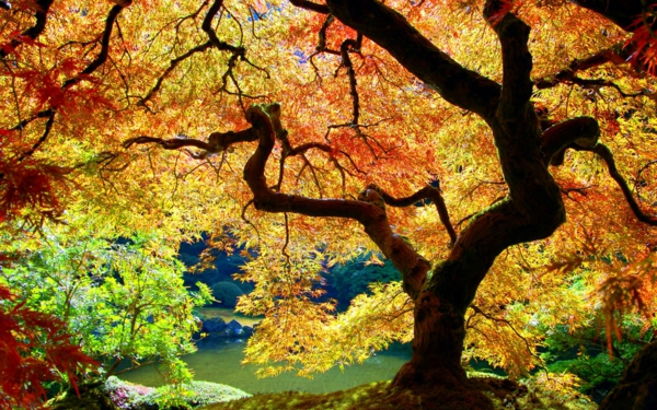 érable-japonais-couronne-dérable-du-japon