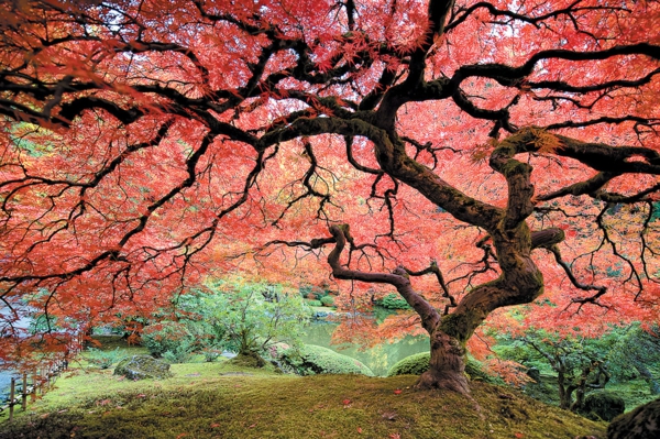 érable-japonais-silhouette-unique