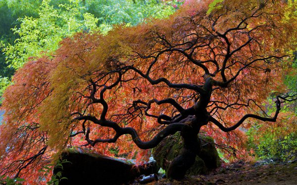 érable-japonais-un-érable-fantastique