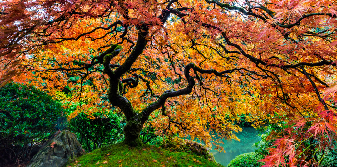 comment-planter-et-tailler-un-erable-du-japon