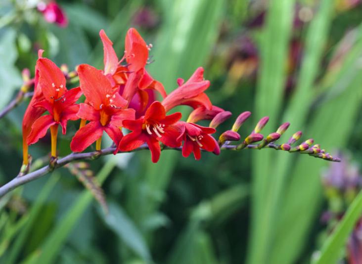 crocosmia-fb100716-249-l750-h534