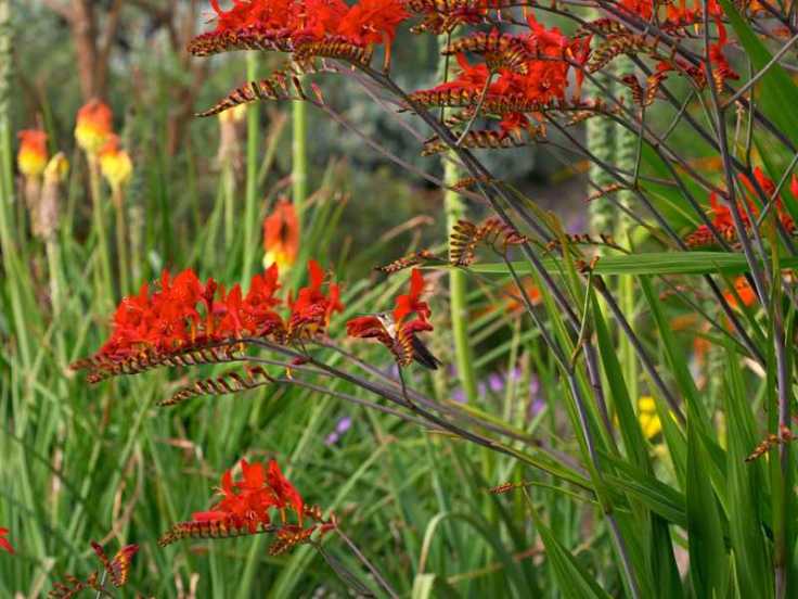 crocosmia_lucifer__085734300_1118_17012012