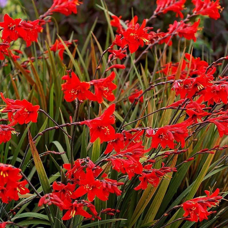 crocosmia_lucifer_n_1