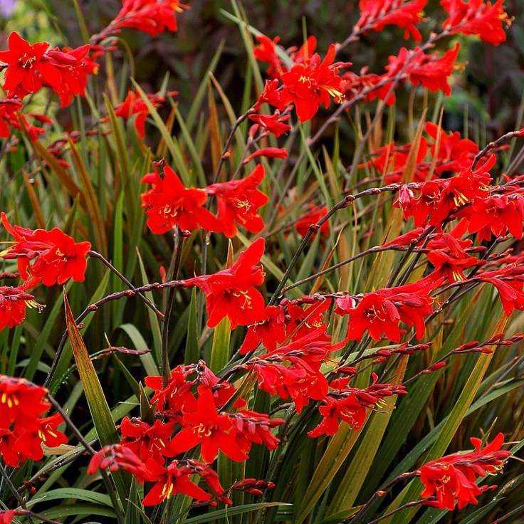 crocosmia_lucifer_n_1