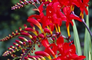 detail_thumb_crocosmia_Lucifer