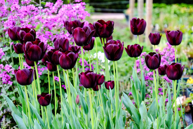 diaporama-tulipe-violet