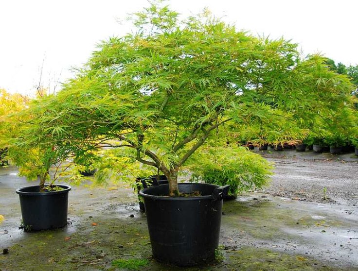 erable-du-japon-dissectum-tp_2930739300969047116f