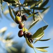 fa59f1bca29f263d6e2d6b930a560805