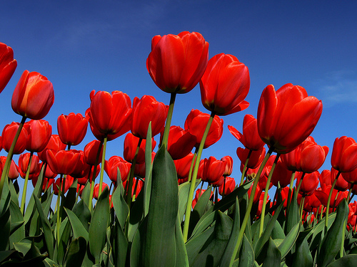 jpg_tulipes-rouges