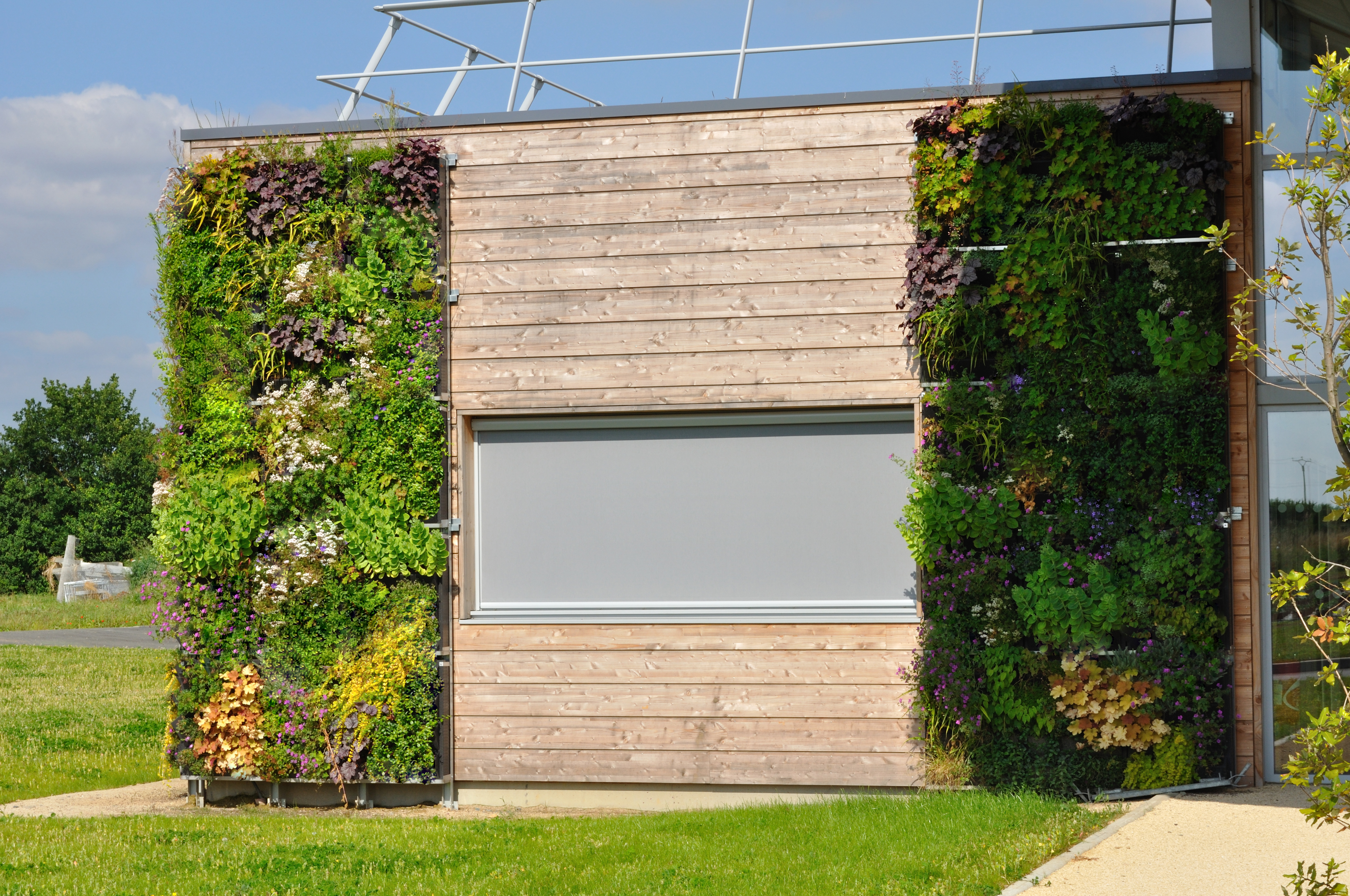 mur_vc3a9gc3a9tal_luc3a7on_plantc3a9