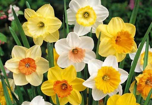 narcisses-en-melange