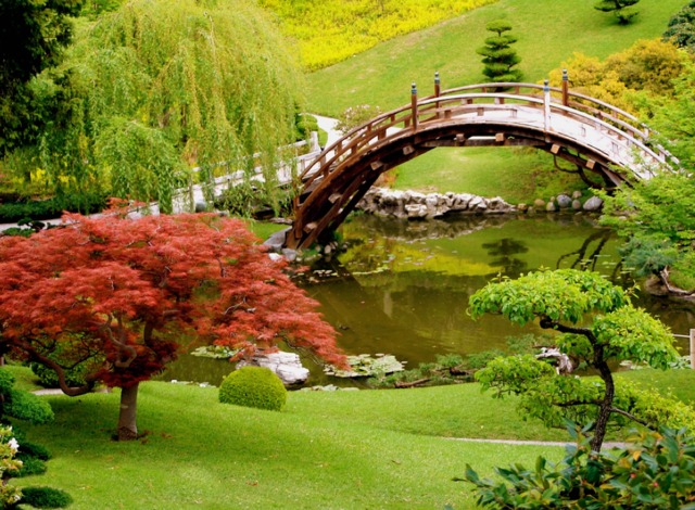 niwaki-jardin-japonais-erable