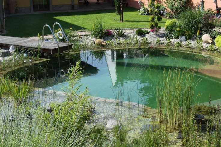 piscine-naturelle-bionova-retour-baignade5