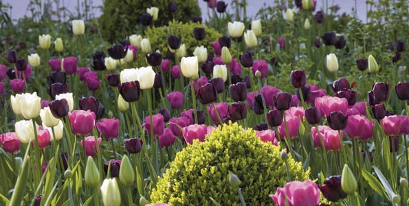 Massif de bulbe de printemps. Tulipa (Tulipe), Buxus (Buis). Ulting Wick, Essex, Angleterre