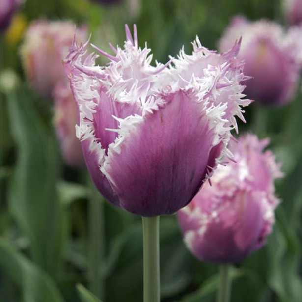 tulipe-frisee-cummins-631430-1