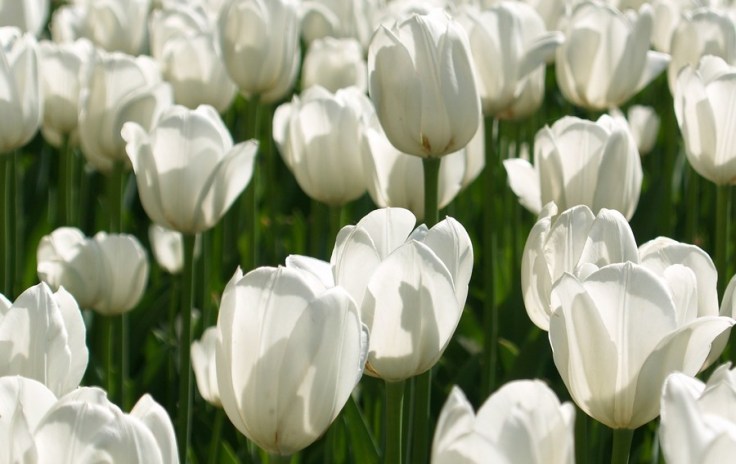 tulipes-blanches