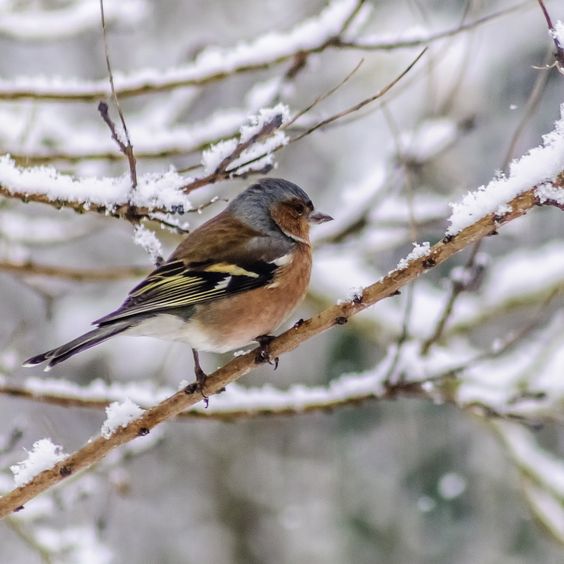 247d40efb1179cbe4190ac764df4433a