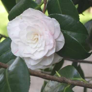 3a8ee236393cbd318e60c39d3d7cc62b