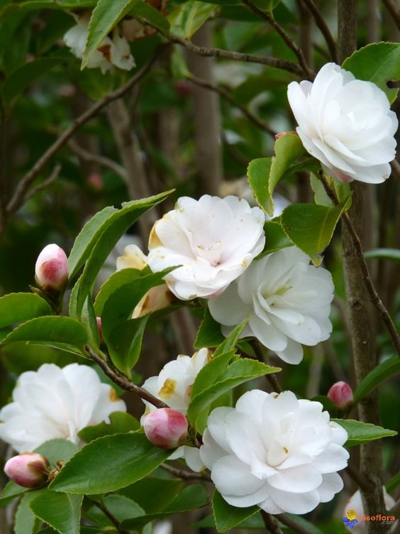 3e2d628ff71194a355fdccd18541bc87