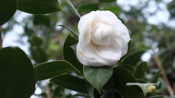 441e7bf9c2244ec38081d4ca6b17e76e