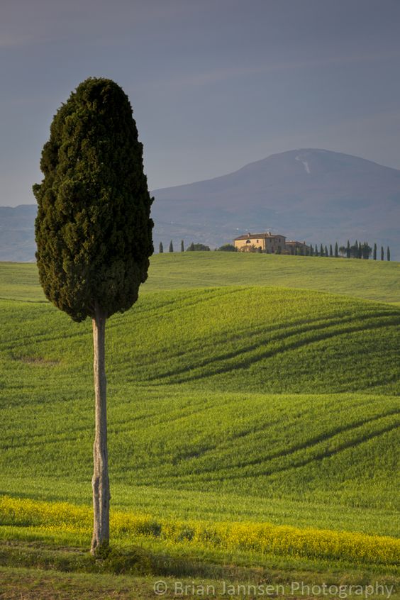 Cypress trees and winding road to villa near Pienza, Tuscany, Italy