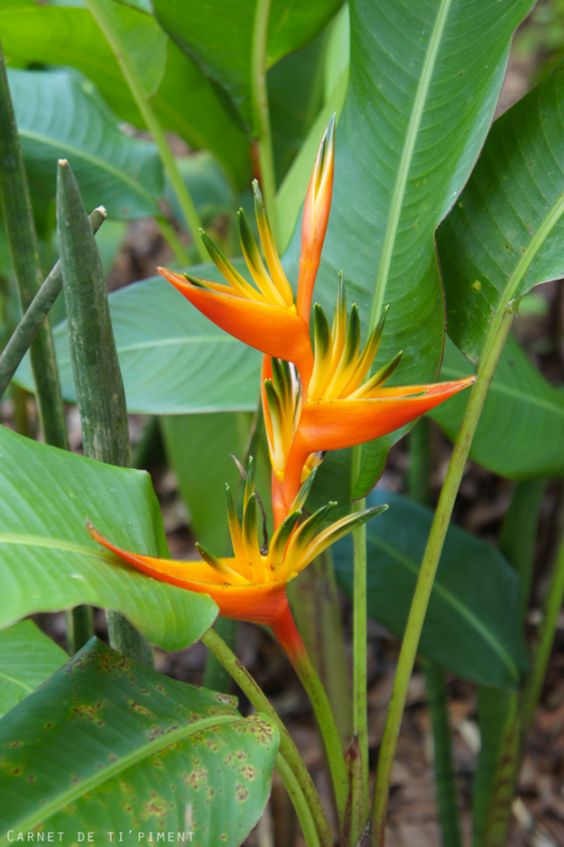 bb17ce60aca65e10d89f65601362600a