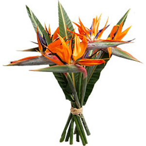 Bouquet_de_fleurs_Oiseaux_de_Paradis_tananarive