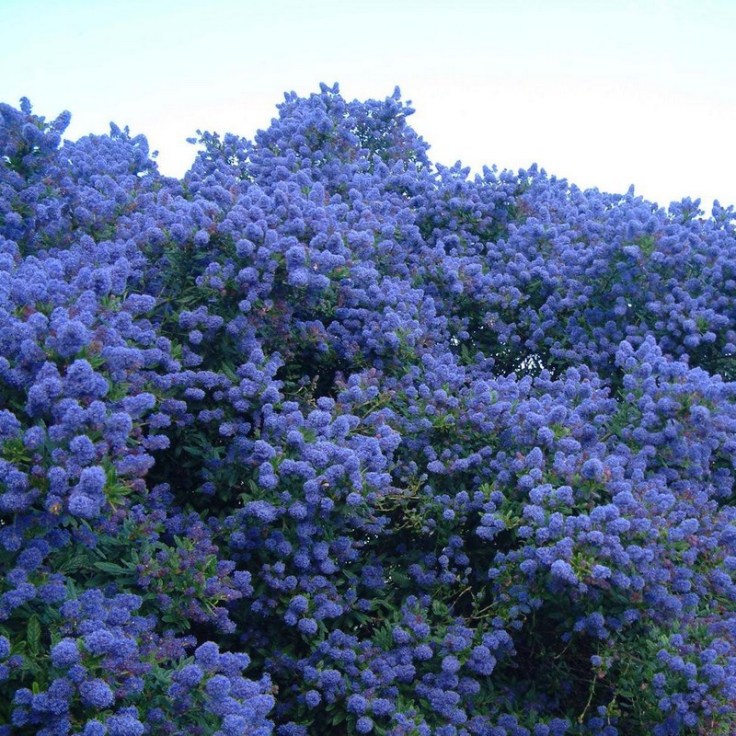 ceanothus_concha_