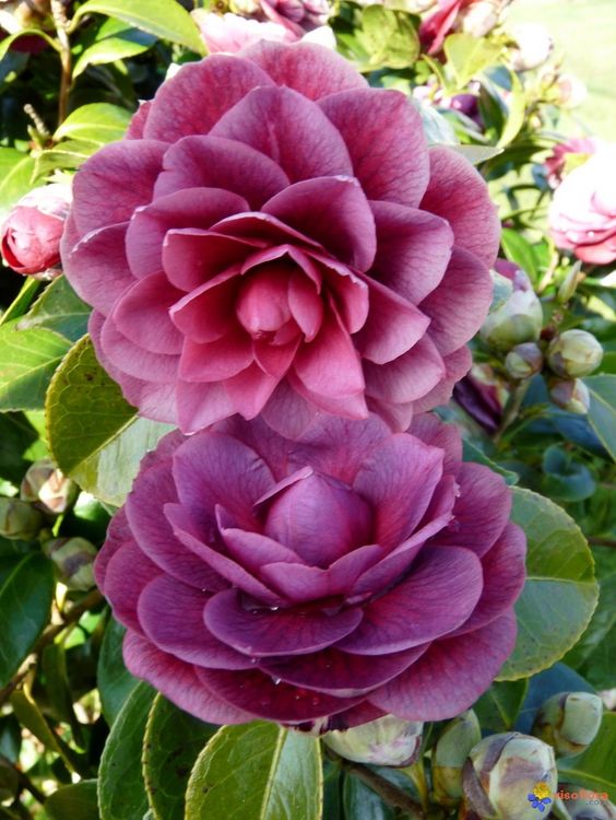 f1cd6cc51c14f79a450104981f837aed