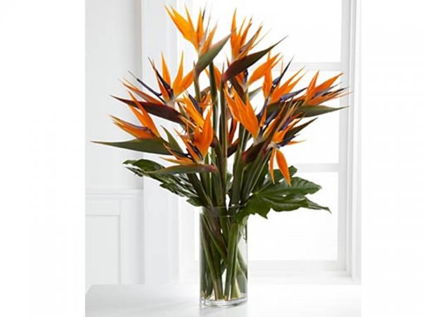 fleur_oiseau_du_paradis