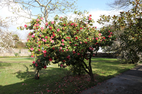 jardin-au-printemps-0797v