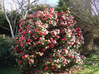 jardin-passion-si-faisiez-visiter-jardin_106916