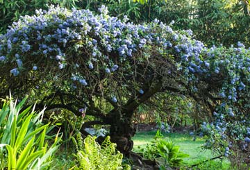 le-ceanothe-conseil_01