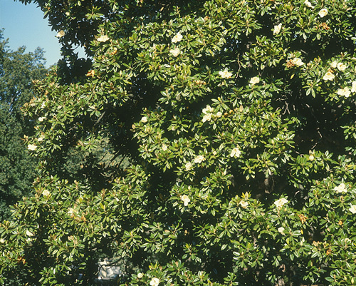Magnolia_grandiflora_641-3_MINIER