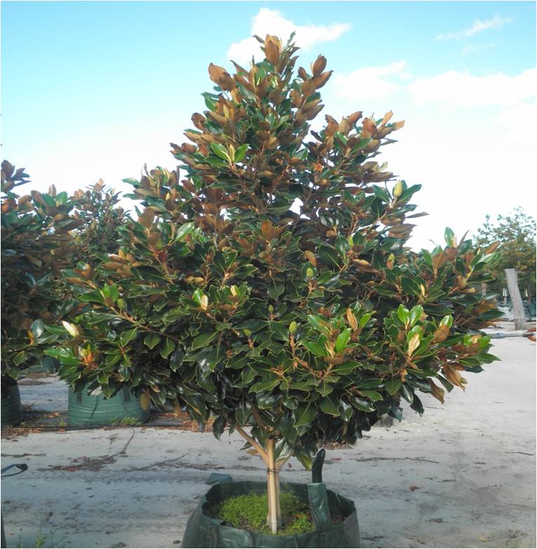 magnolia_grandiflora_little_gem__032454700_1452_08022013