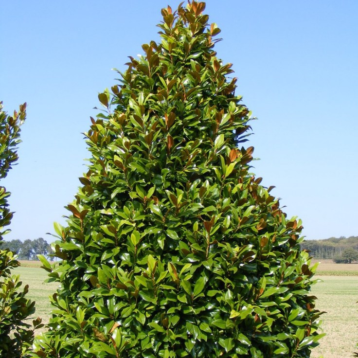 magnolia_grandiflora_nantais_4_n