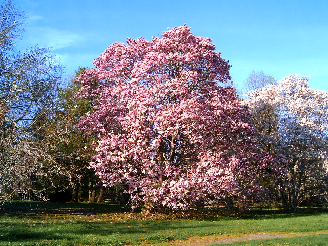 Magnolia_Tree