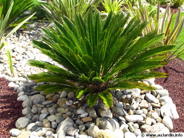 paillage-galets-600x450