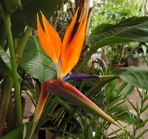 Strelitzia_reginae6