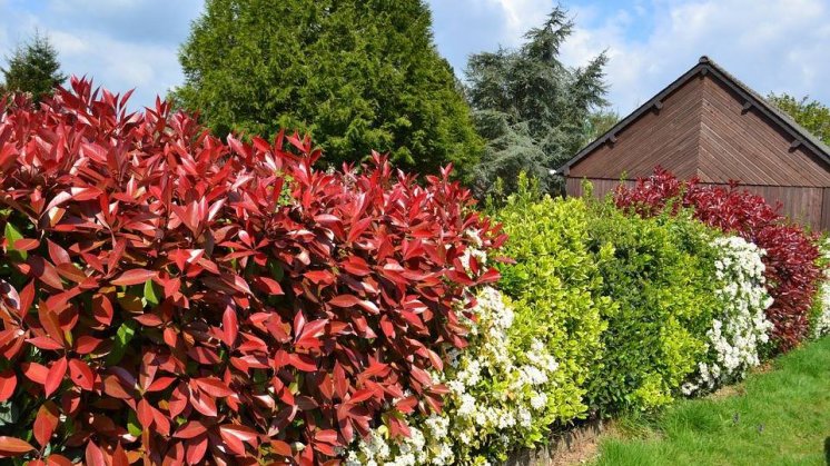 12821558_1227767863917380_2191211012511835249_n