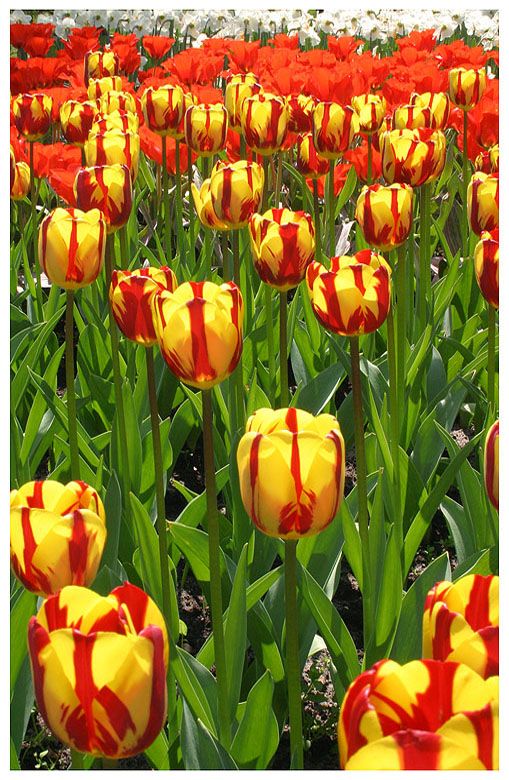 4245840fa1c661bcaf2edecbcdfd3a04