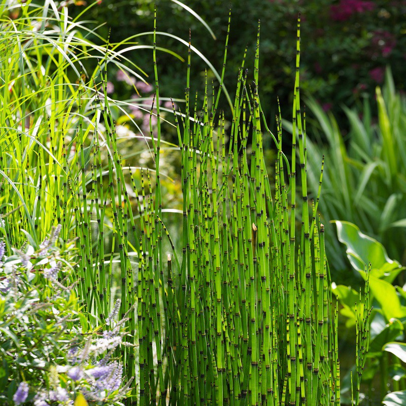 equisetum-hyemale-prele-lot-de-3-unites (1)