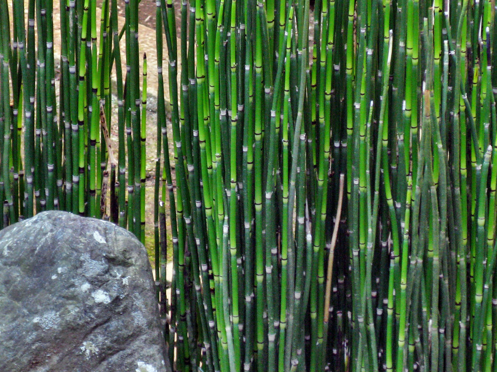 Equisetum_japonicum_3_1024x1024