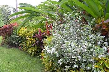 haie-vive-domaine-chateau-gaillard-pepiniere-martinique-jardin